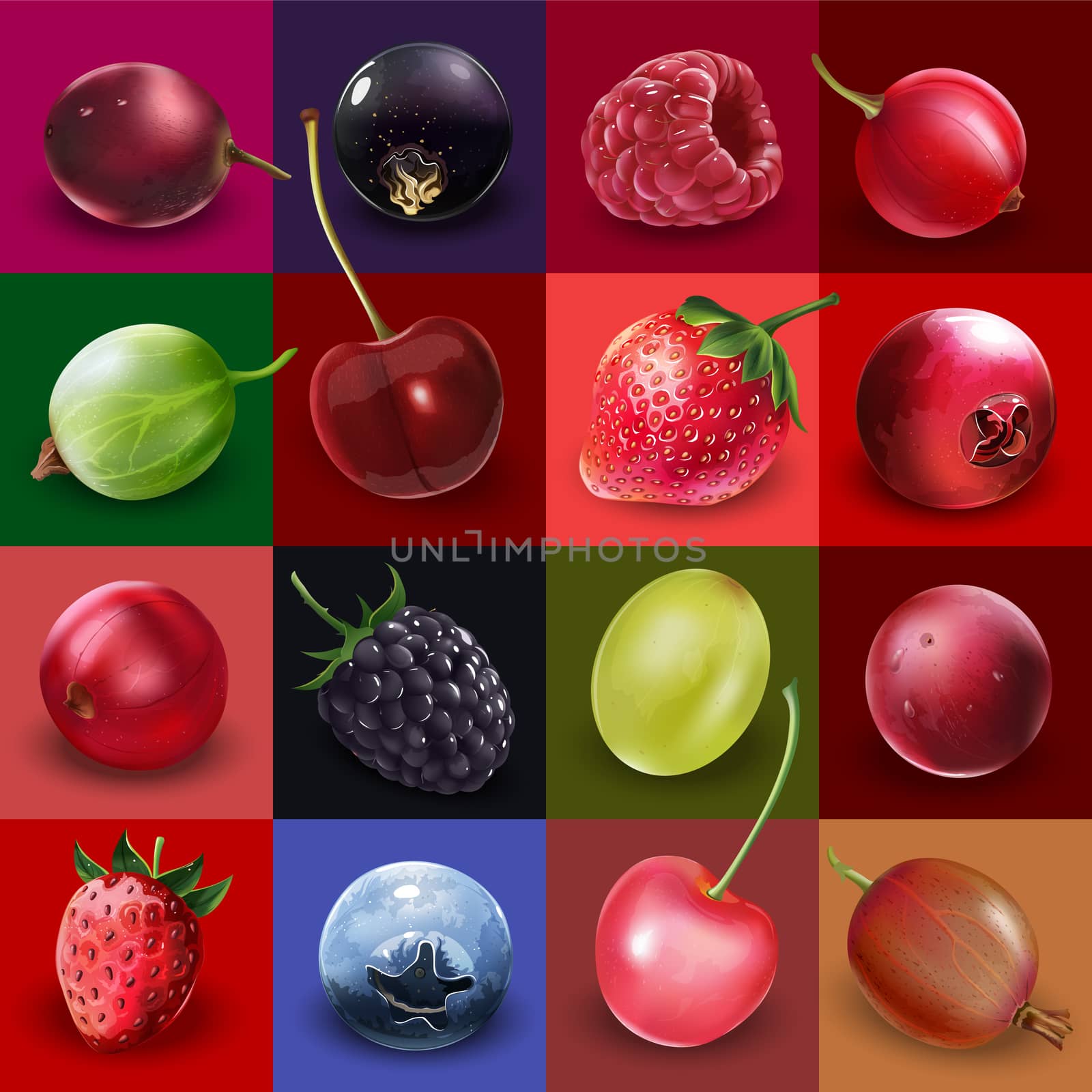 Cherries strawberries gooseberries blueberries raspberries currants blackberries grapes and cranberries illustrations.