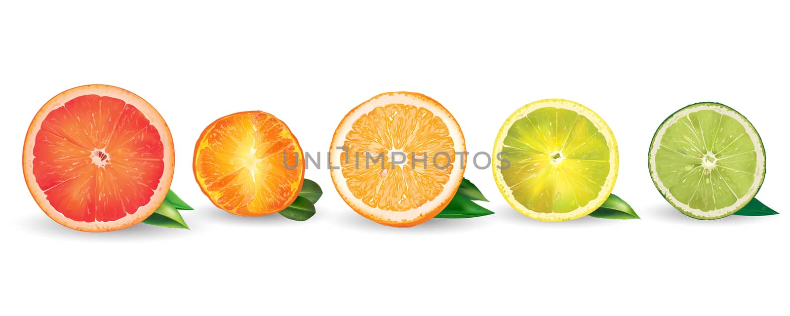 Lemon orange citrus mandarin grapefruit and lime on a background.