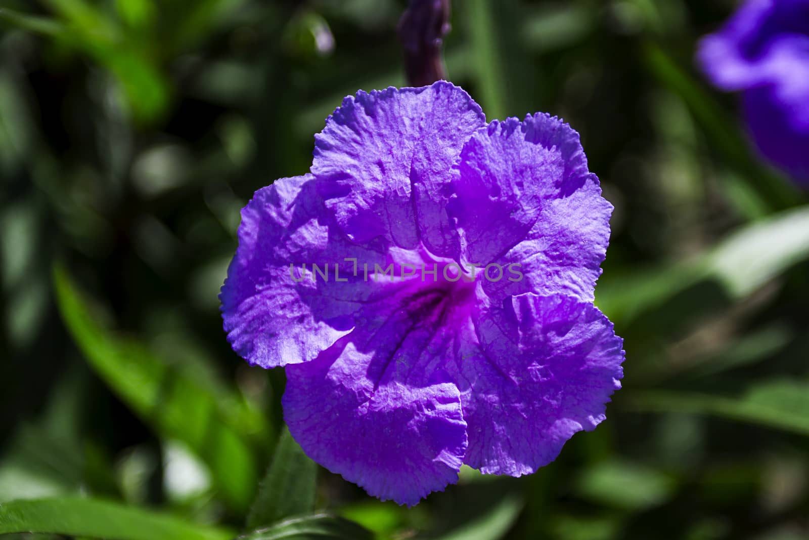 close up of a purple flower against green grass