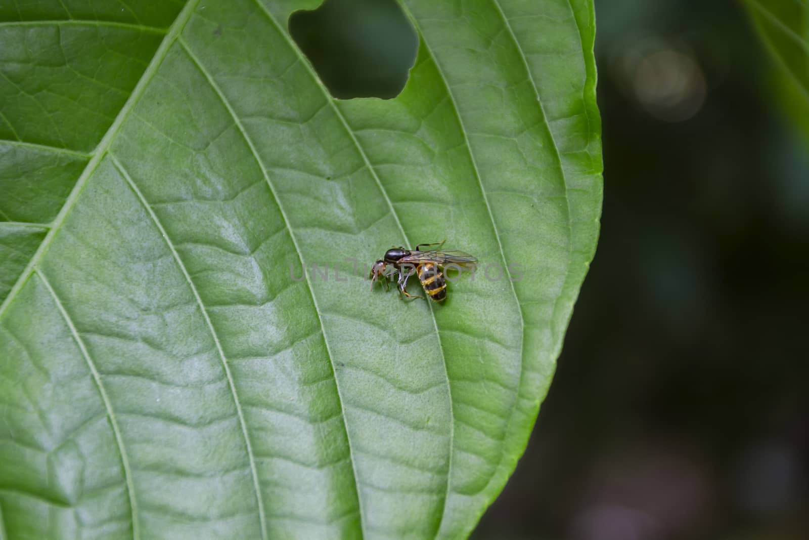small tropical wasp resting on a green leaf