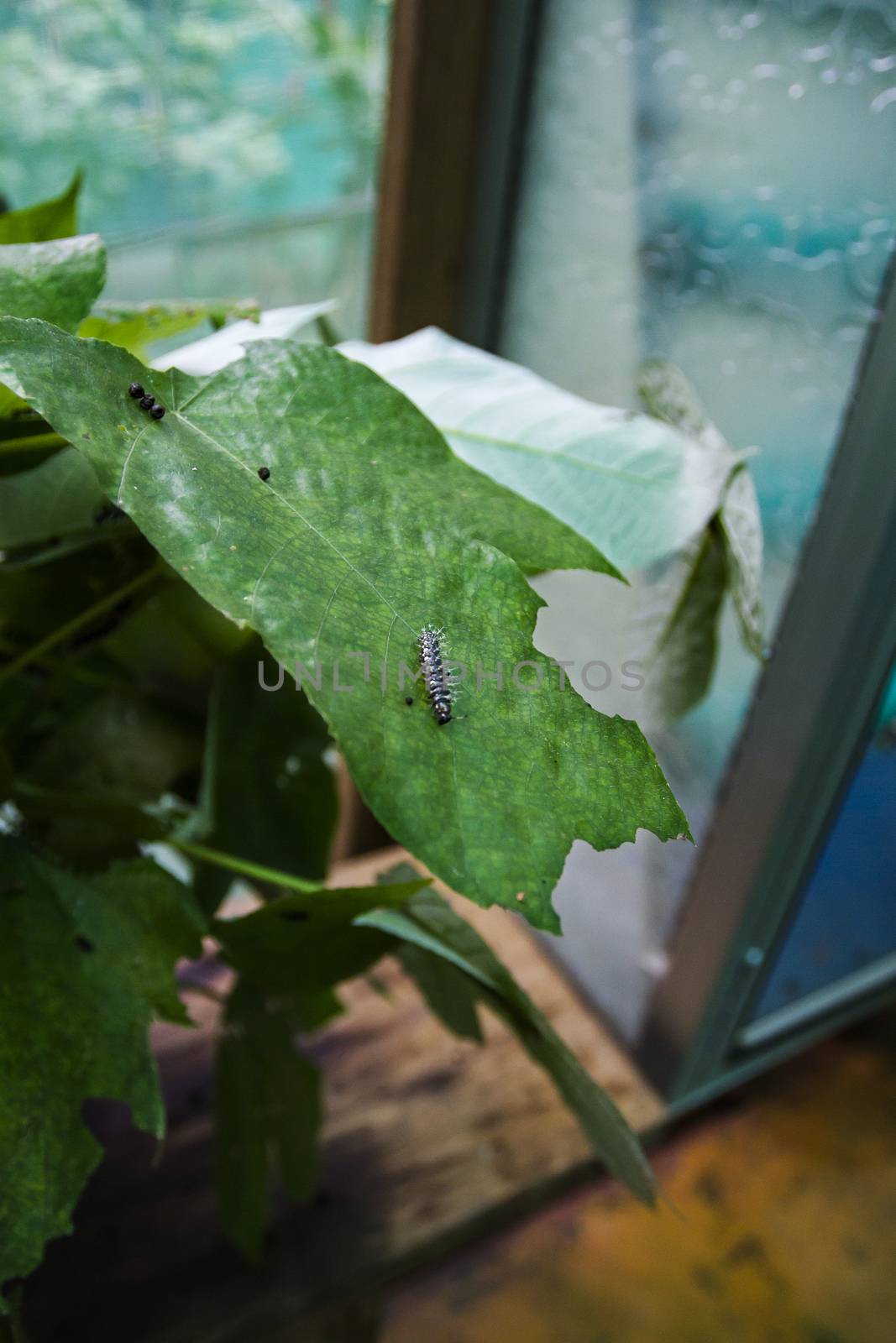 Anchises cattleheart caterpillar on a green leaf