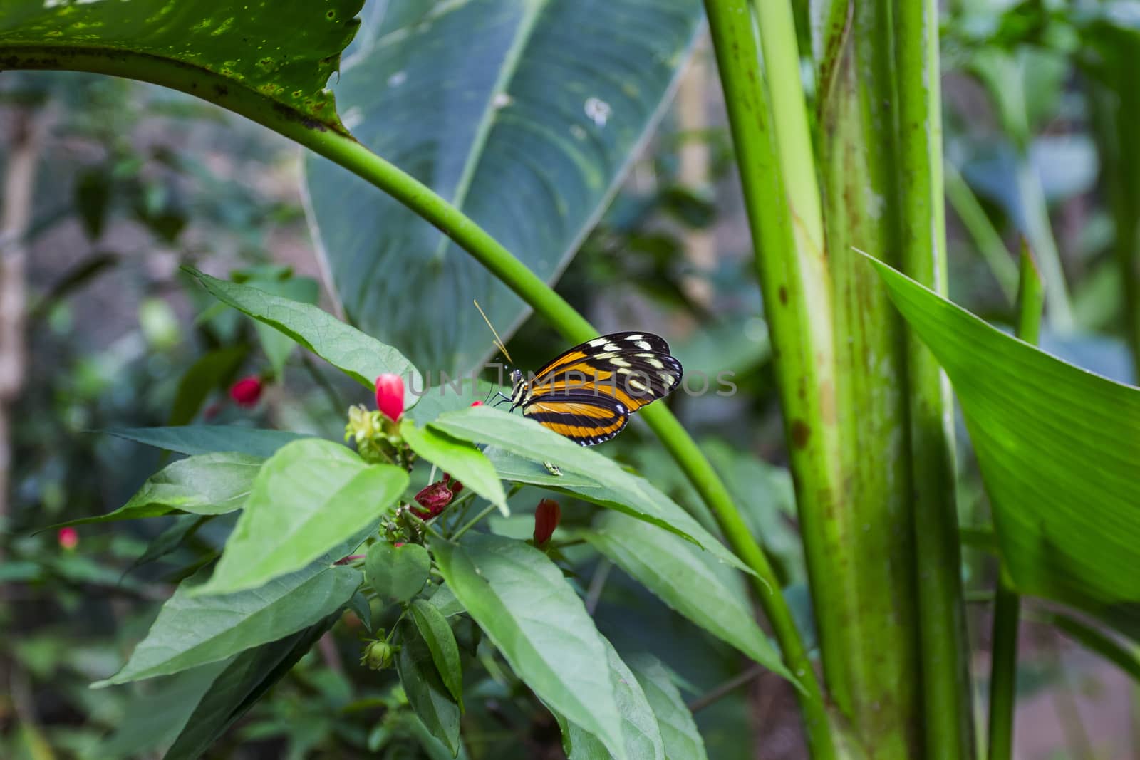 Tithorea tarricina resting on a tropical plant