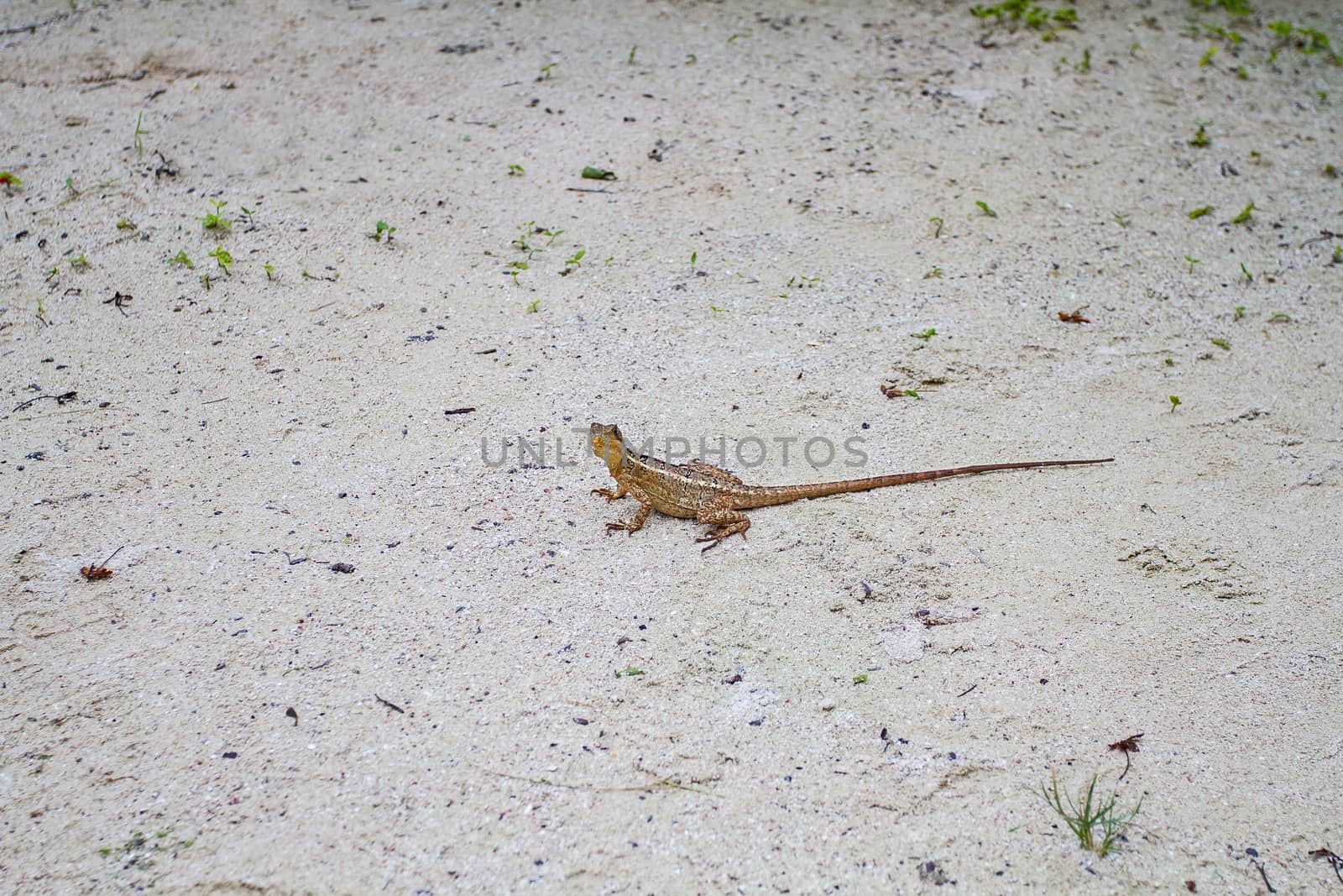 small brown lizard over white sand beach