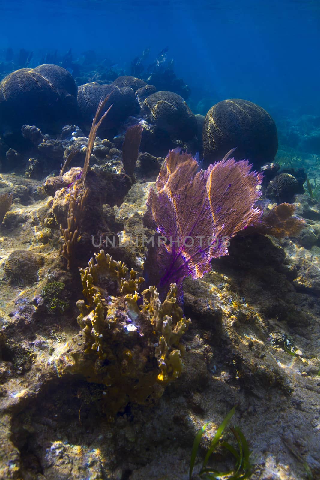 Multiple species of coral in a reef