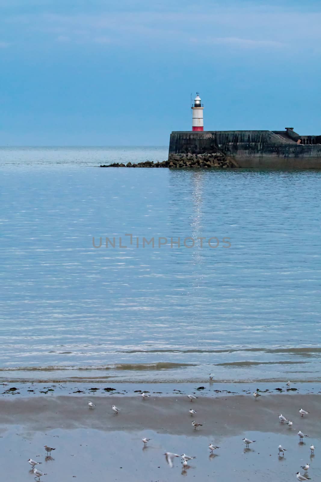 Newhaven Lighthouse on July evening, with birds on beach at low tide and heavy clouds.