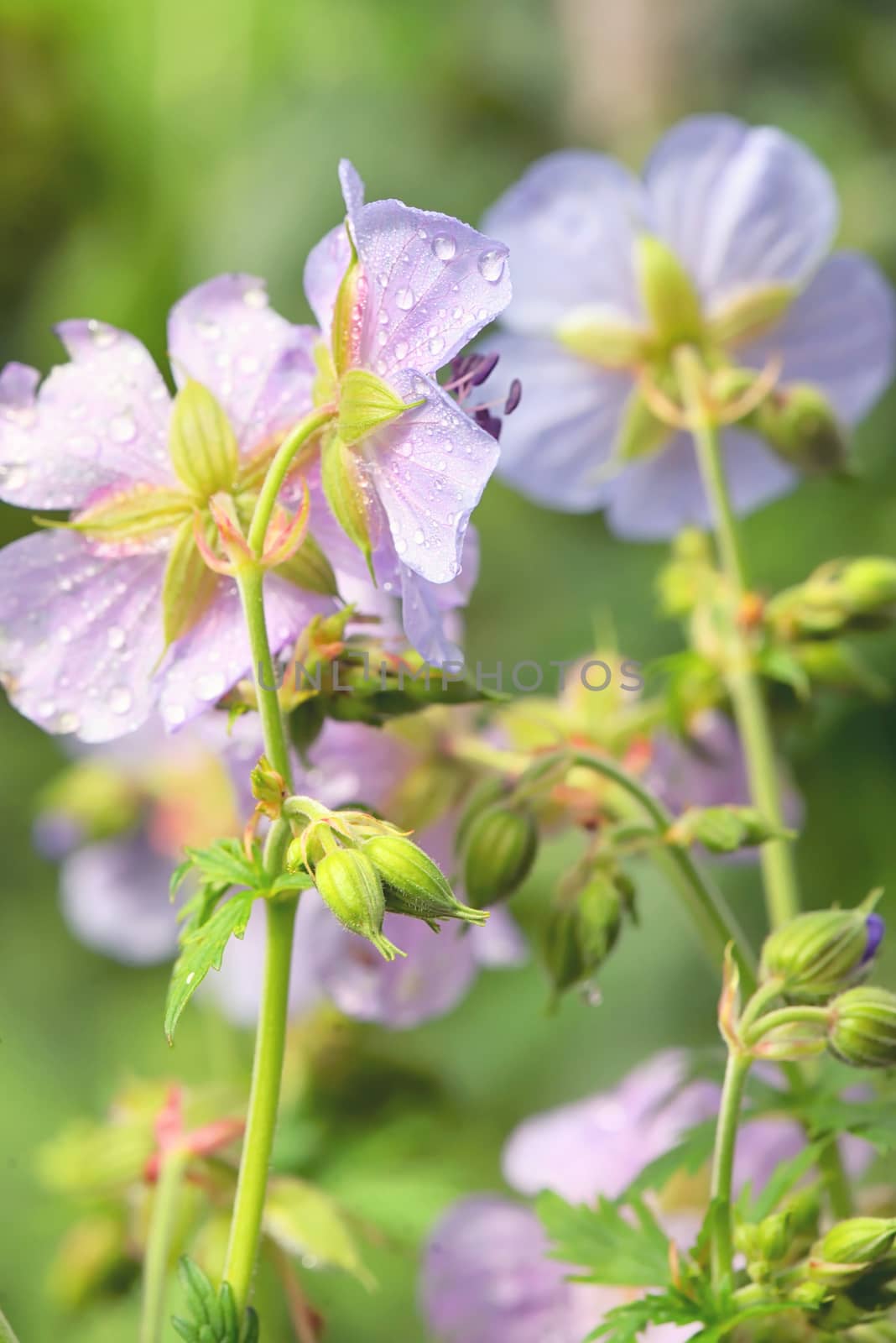 Purple Geranium Pretense Flowers by mady70
