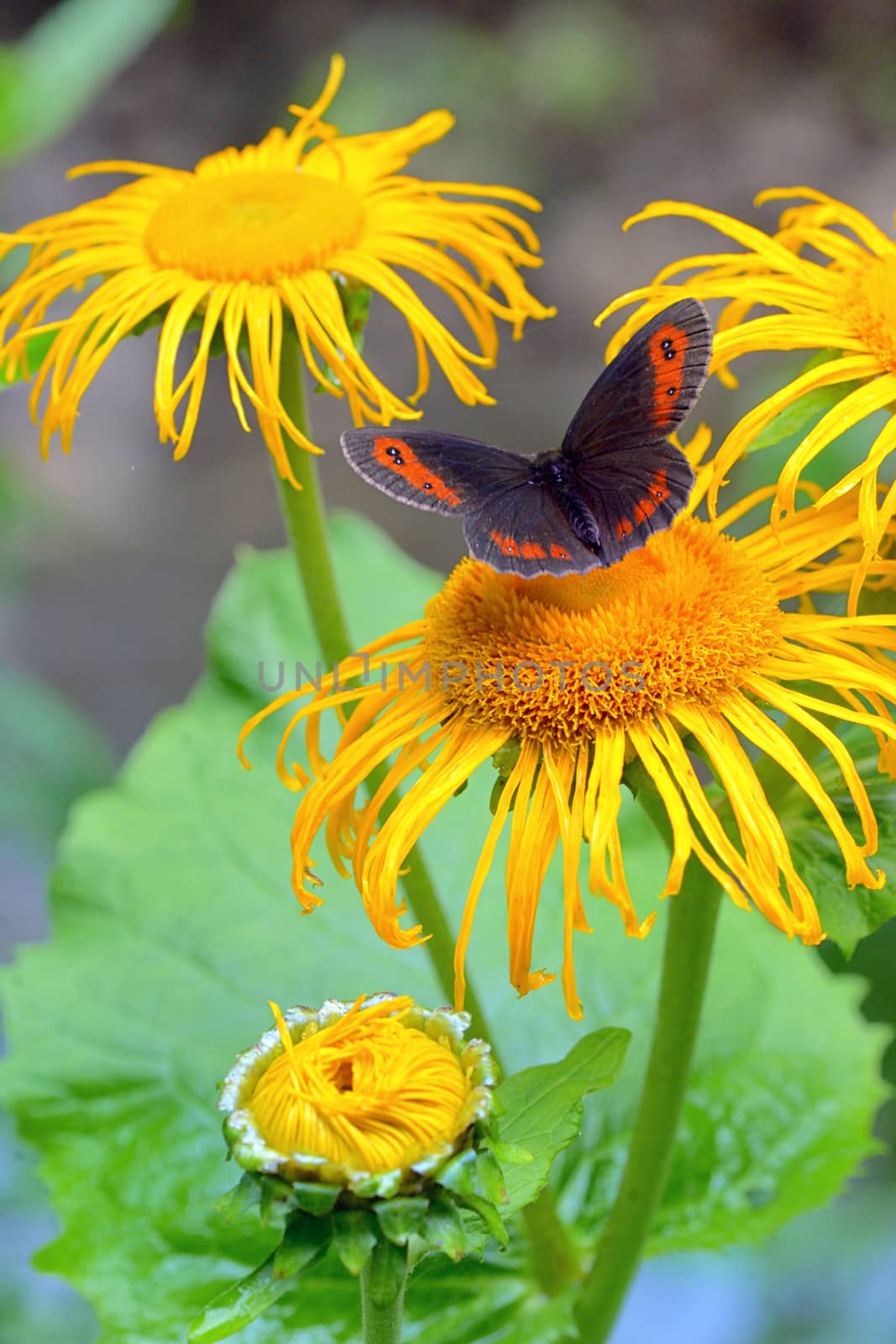 Red Admiral (Vanessa atalanta) by mady70