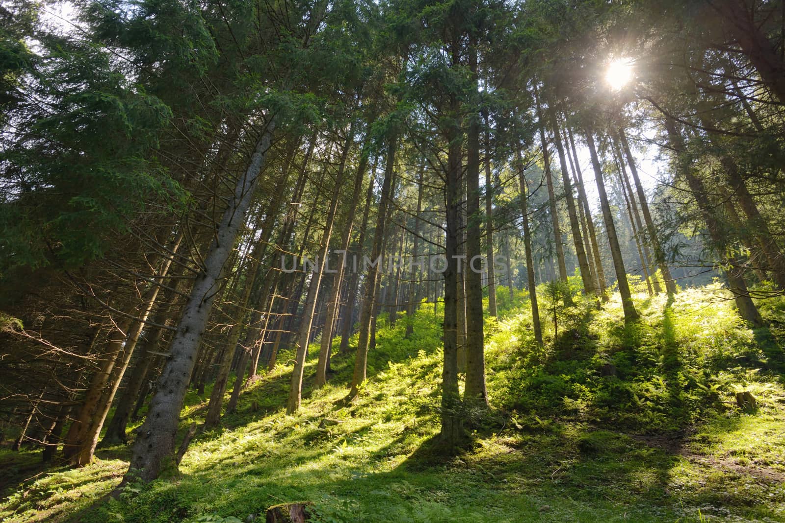 Scene pine forest with sun rays 