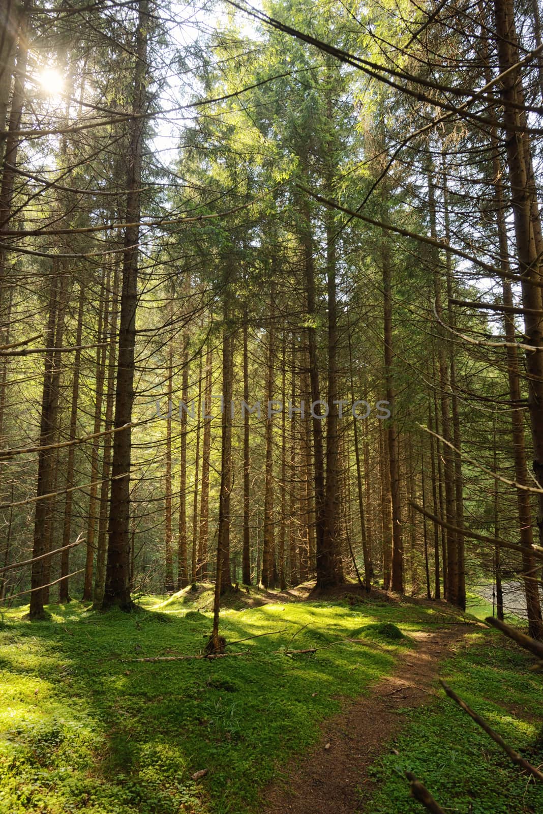 Scene  Forest with Sun Rays and path