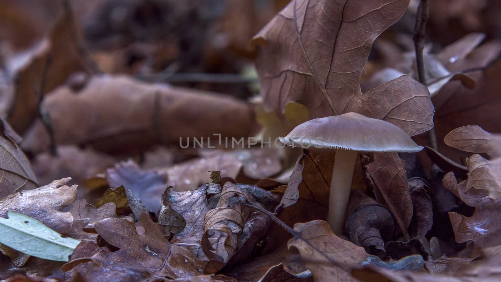 Little brown mushroom growing in autumn forest with dry leaves by WolfWilhelm