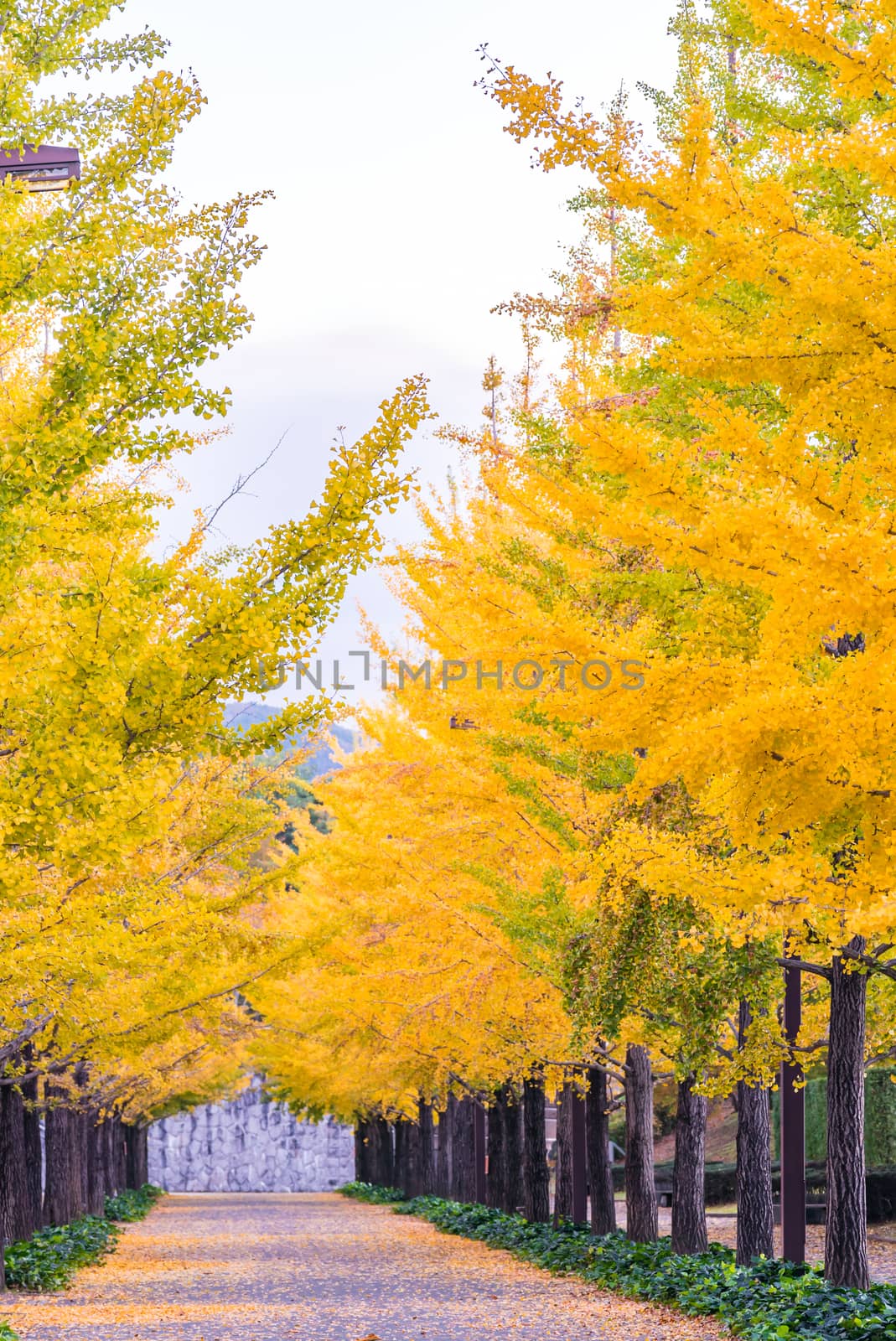 Ginkgo Road at Bandai Azuma Sport park Fukushima Japan