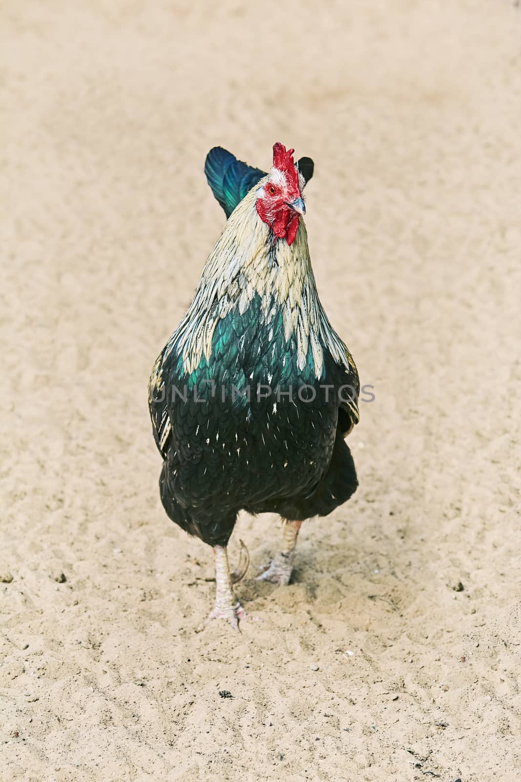 Rooster Walks on the Sand