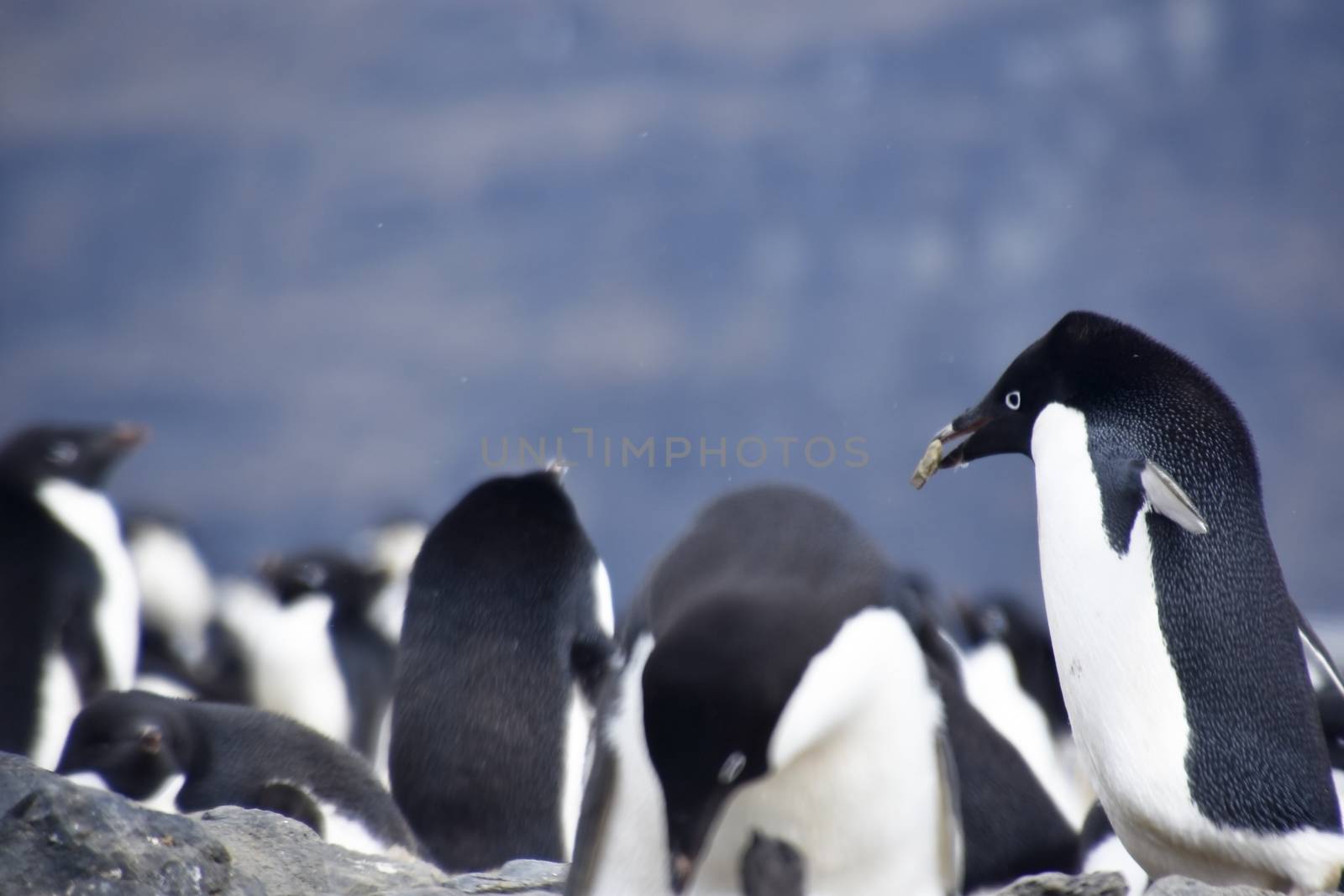 Penguins in Antarctica by albln