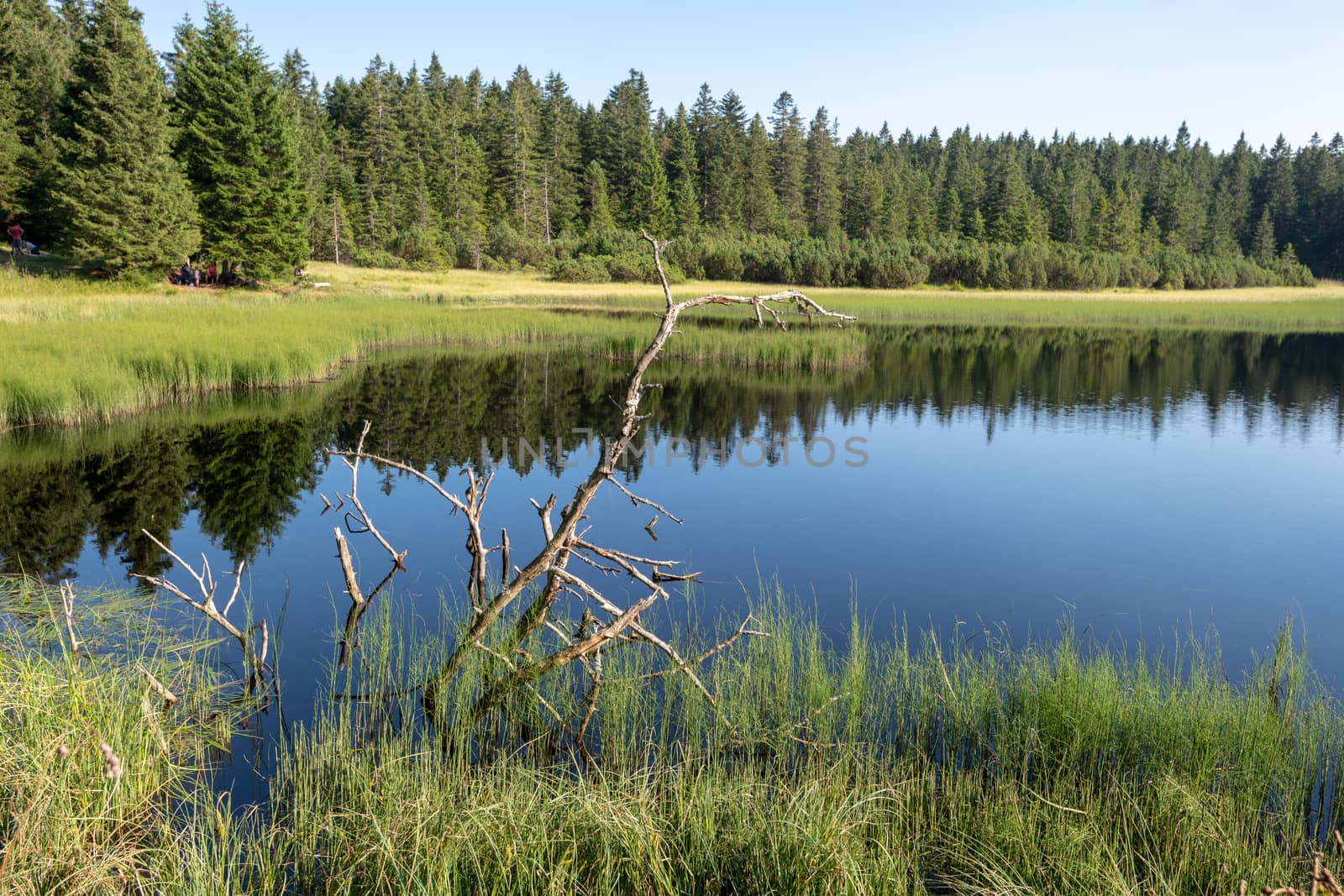 Lake on top of mountain, dark colored water and vibrant green grass, surrounded with trees, dry branck sticking out of water, Crno jezero or Black lake is a popular hiking destination on Pohorje