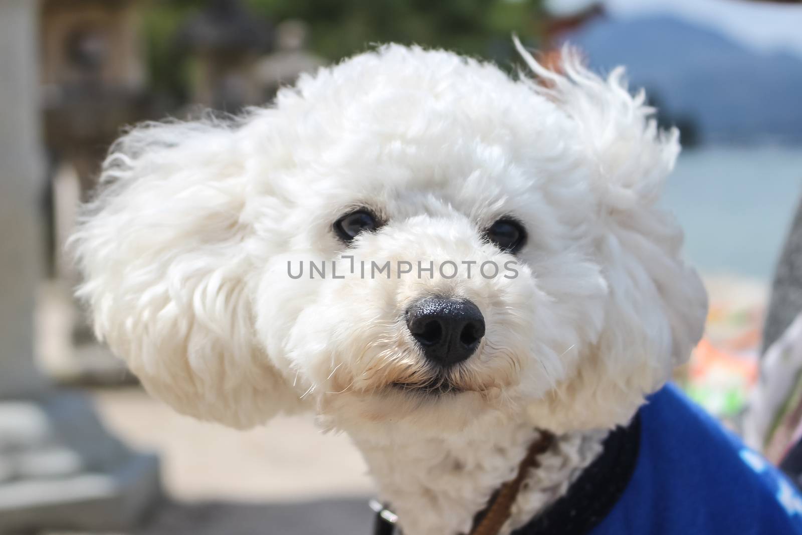 Bolognese dog with blue T-shirt  by simpleBE