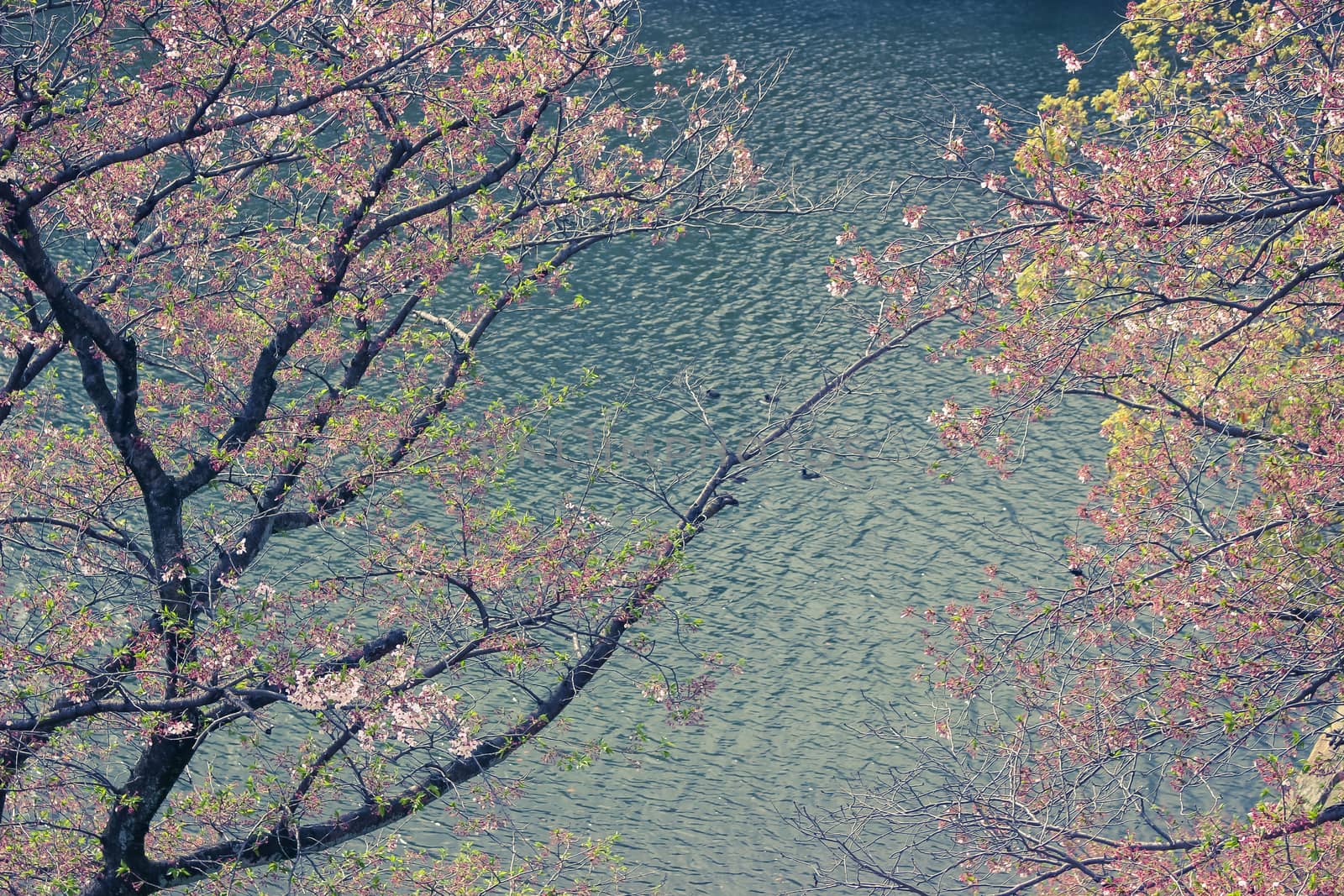  japanese cherry blossom flowers with lake by simpleBE