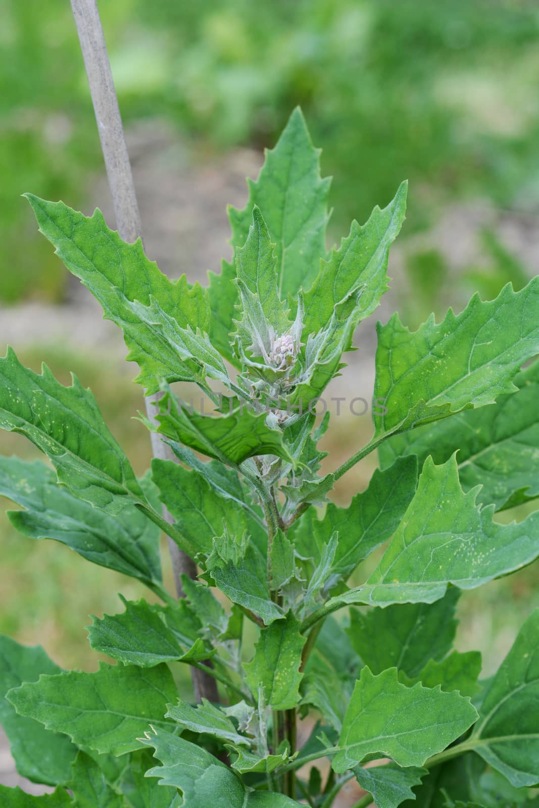 Lush quinoa plant supported by a cane, growing in an allotment