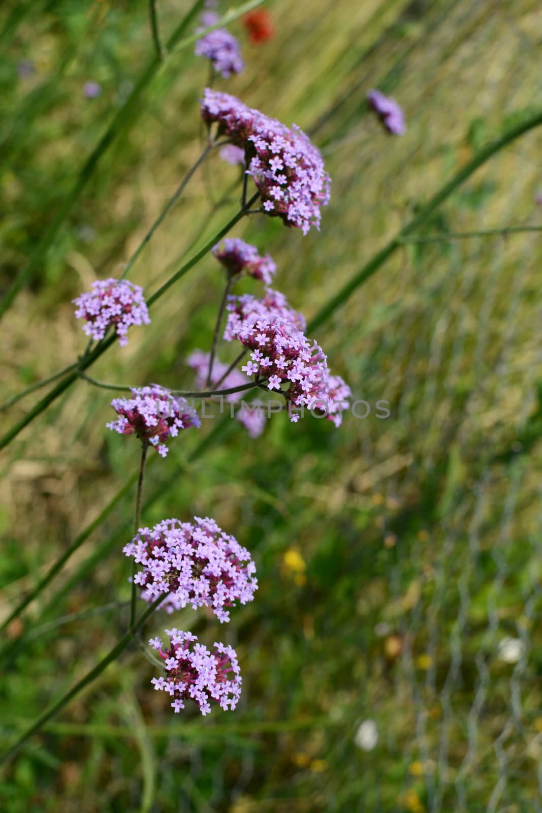 Multiple stalks of verbena - purpletop vervain -, topped with tiny purple flowers