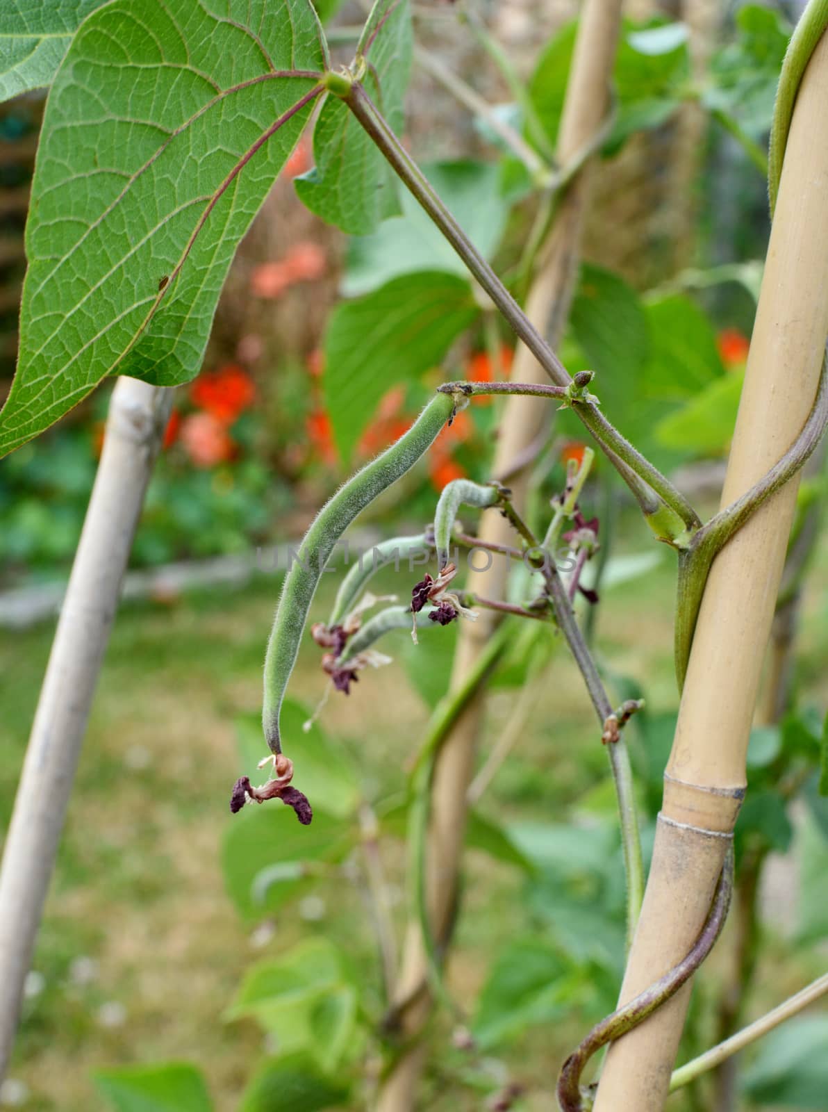 Small runner beans start to grow from a bean vine in a vegetable garden
