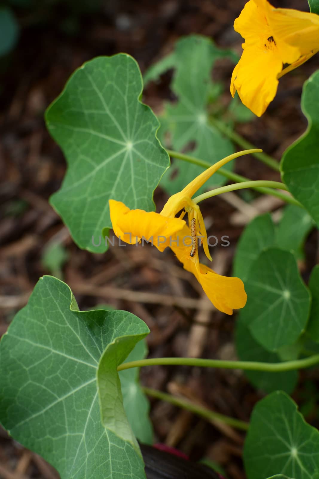 Cabbage white caterpillar crawling down a yellow nasturtium flower. The leaves of the plant provide food for the newly-hatched caterpillars.