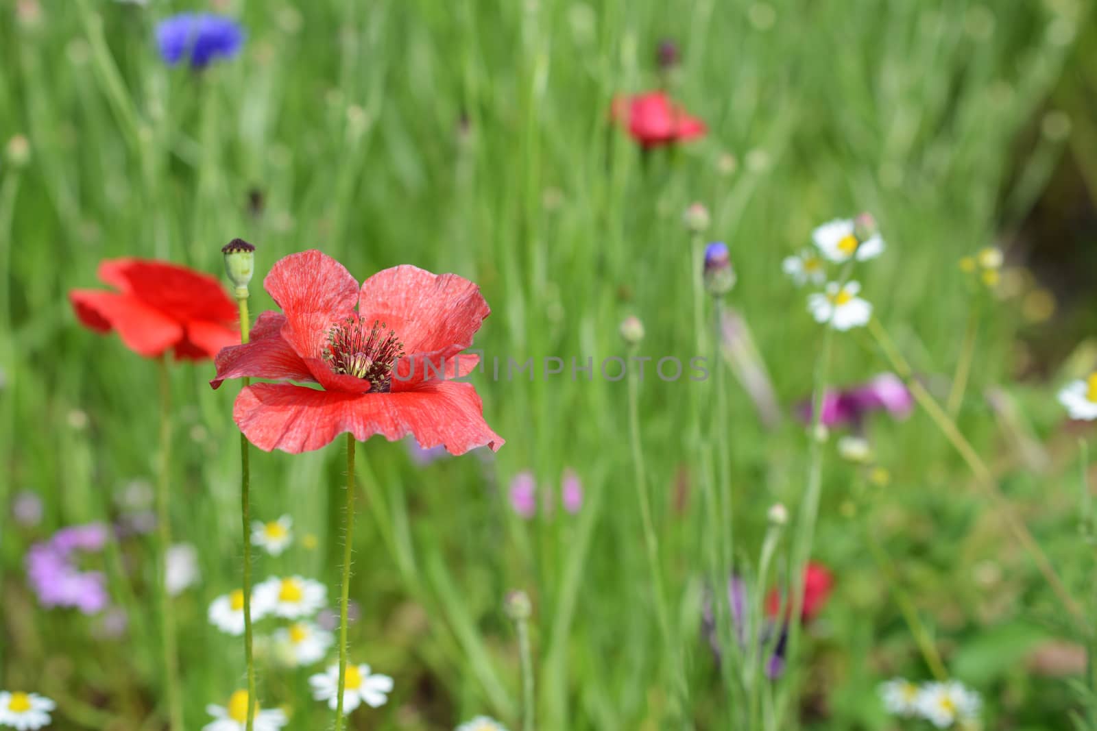 Red poppy flower blowing in the wind against a background of wild flowers