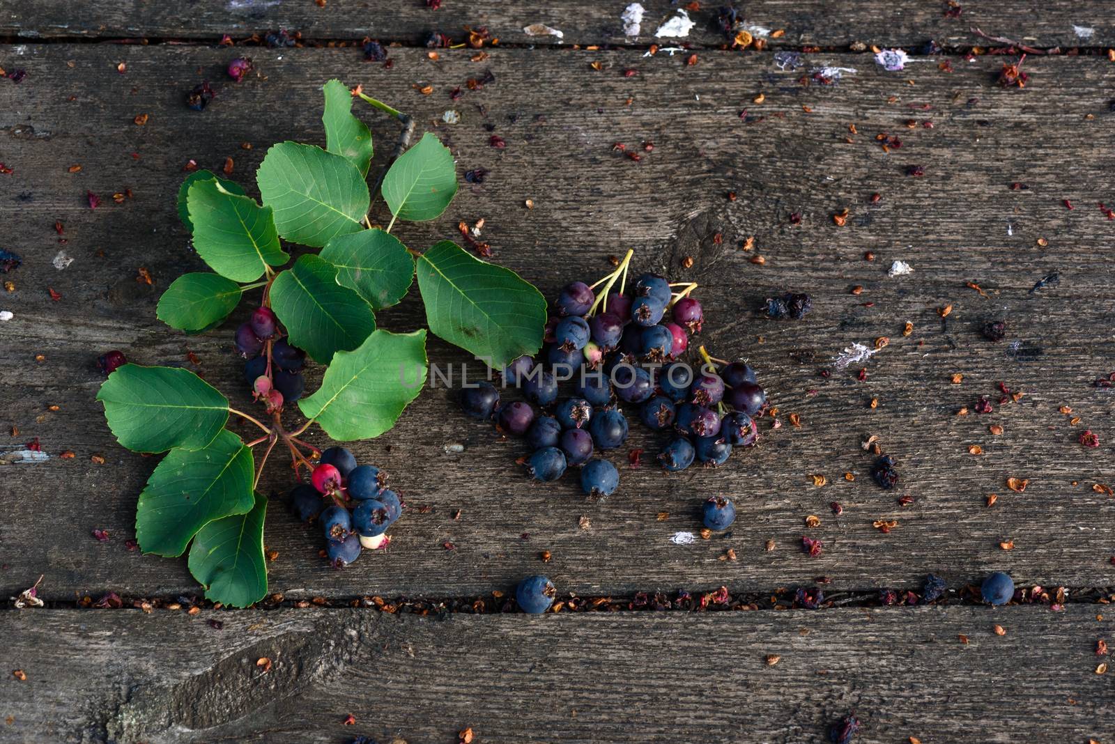 Fresh and ripe shadberry with branch and leaves scattered on the weathered wooden table in garden