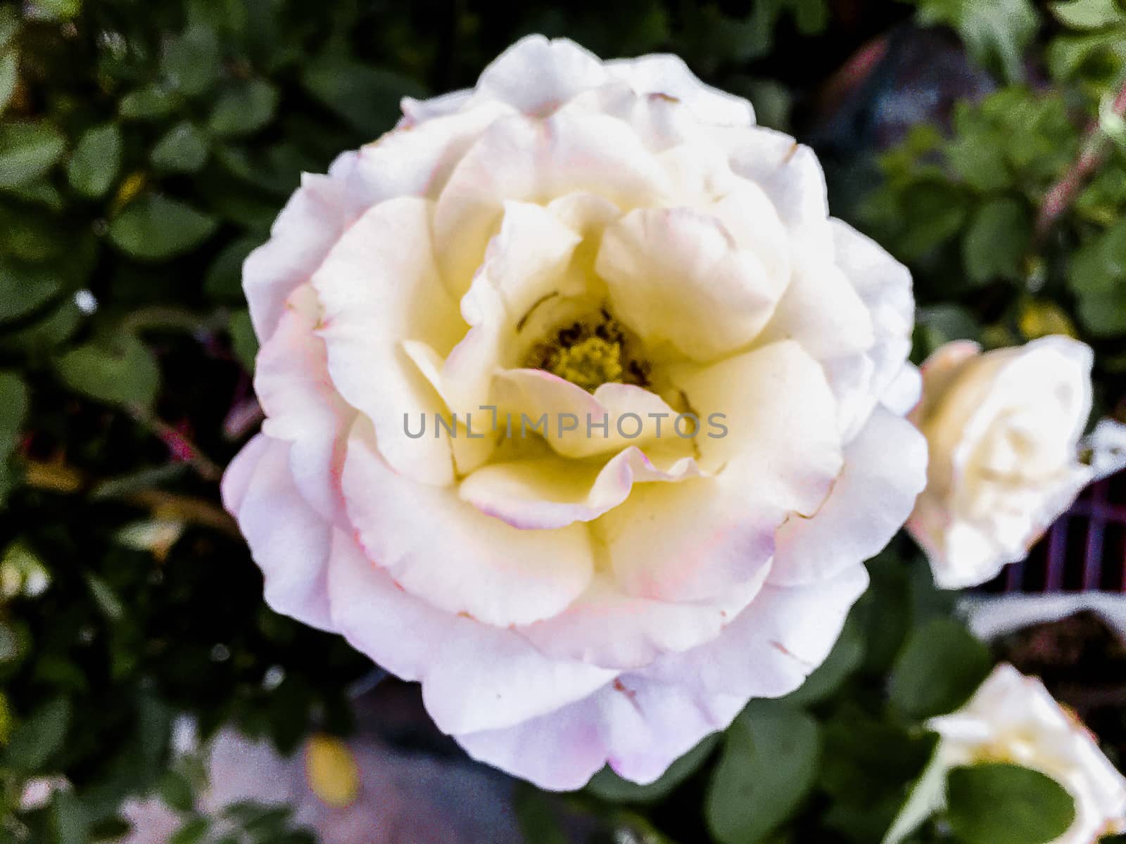 Closeup white rose burry background