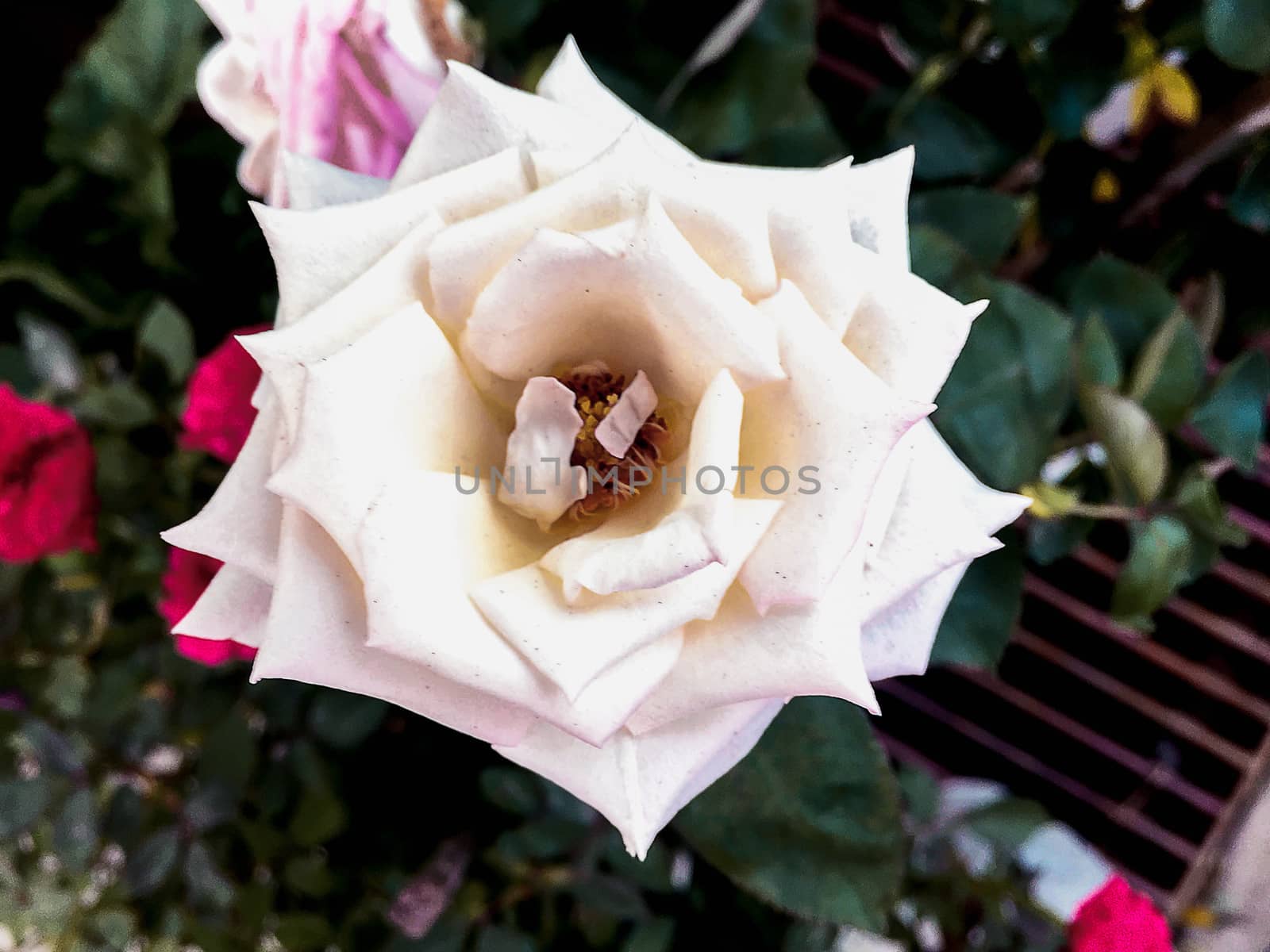 Closeup white rose burry background