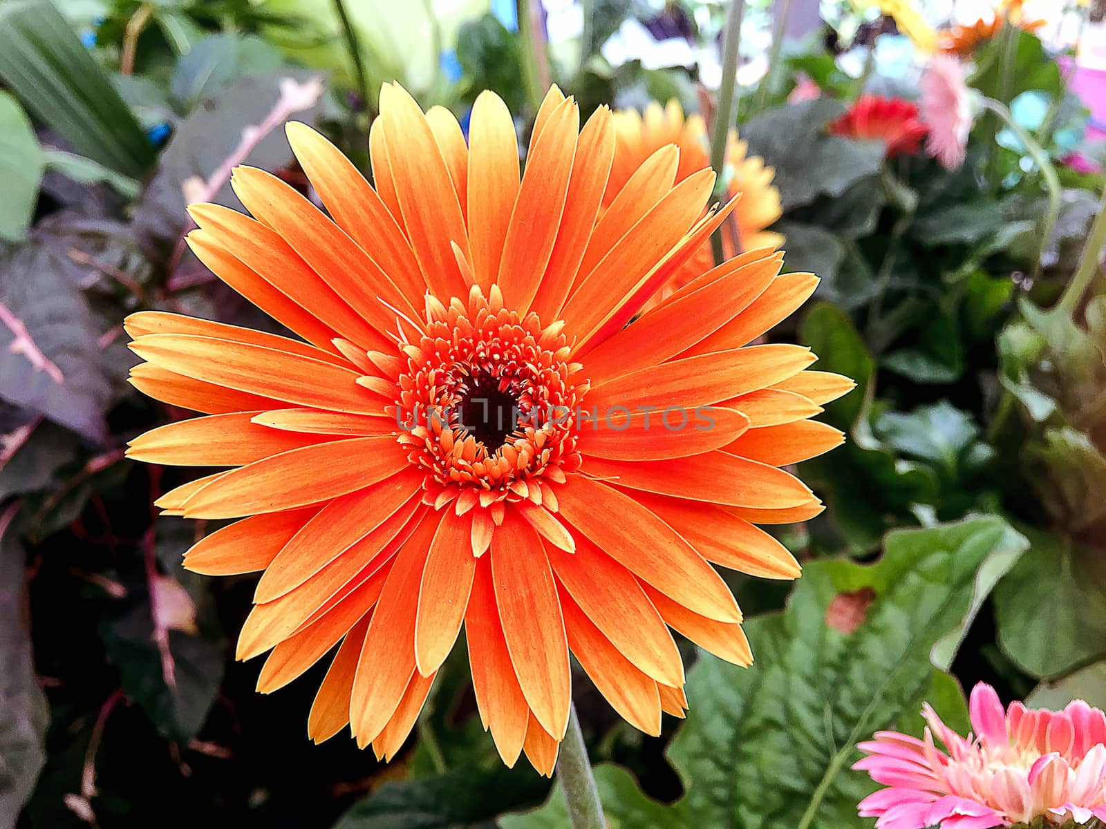 Closeup Chrysanthemum Orange