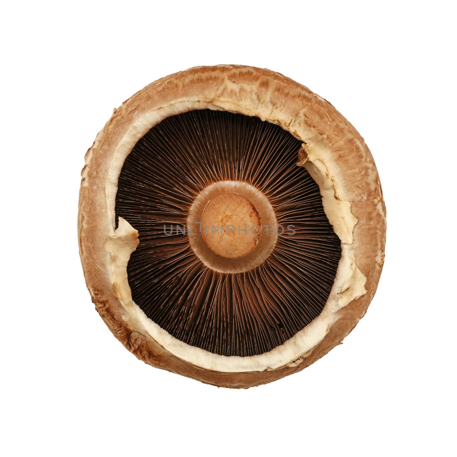 Close up one fresh brown portobello mushroom isolated on white background, elevated top view, directly above