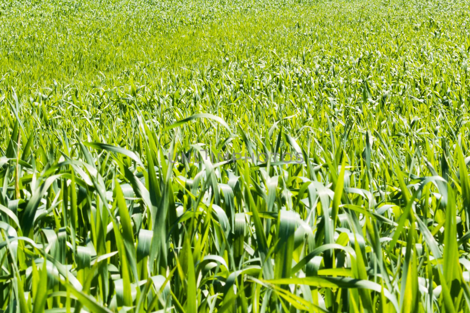 FIeld of young wheat in spring on the sunny day