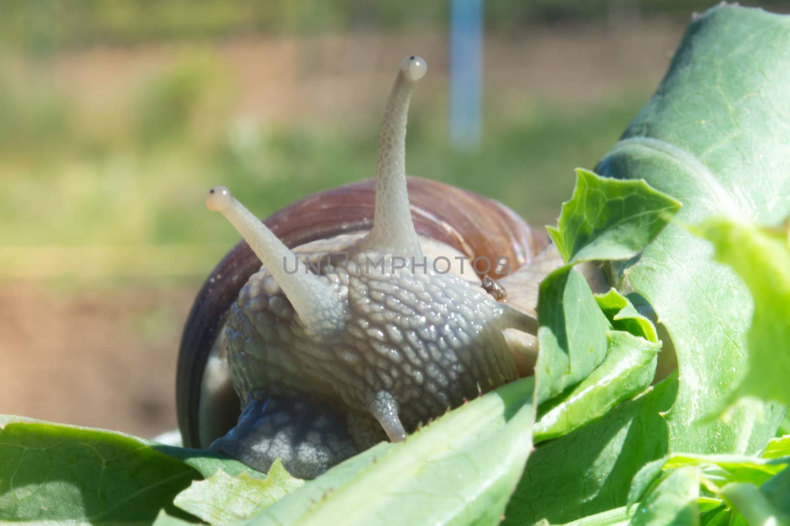 Closeup of snail eating green leaves. Blurred background