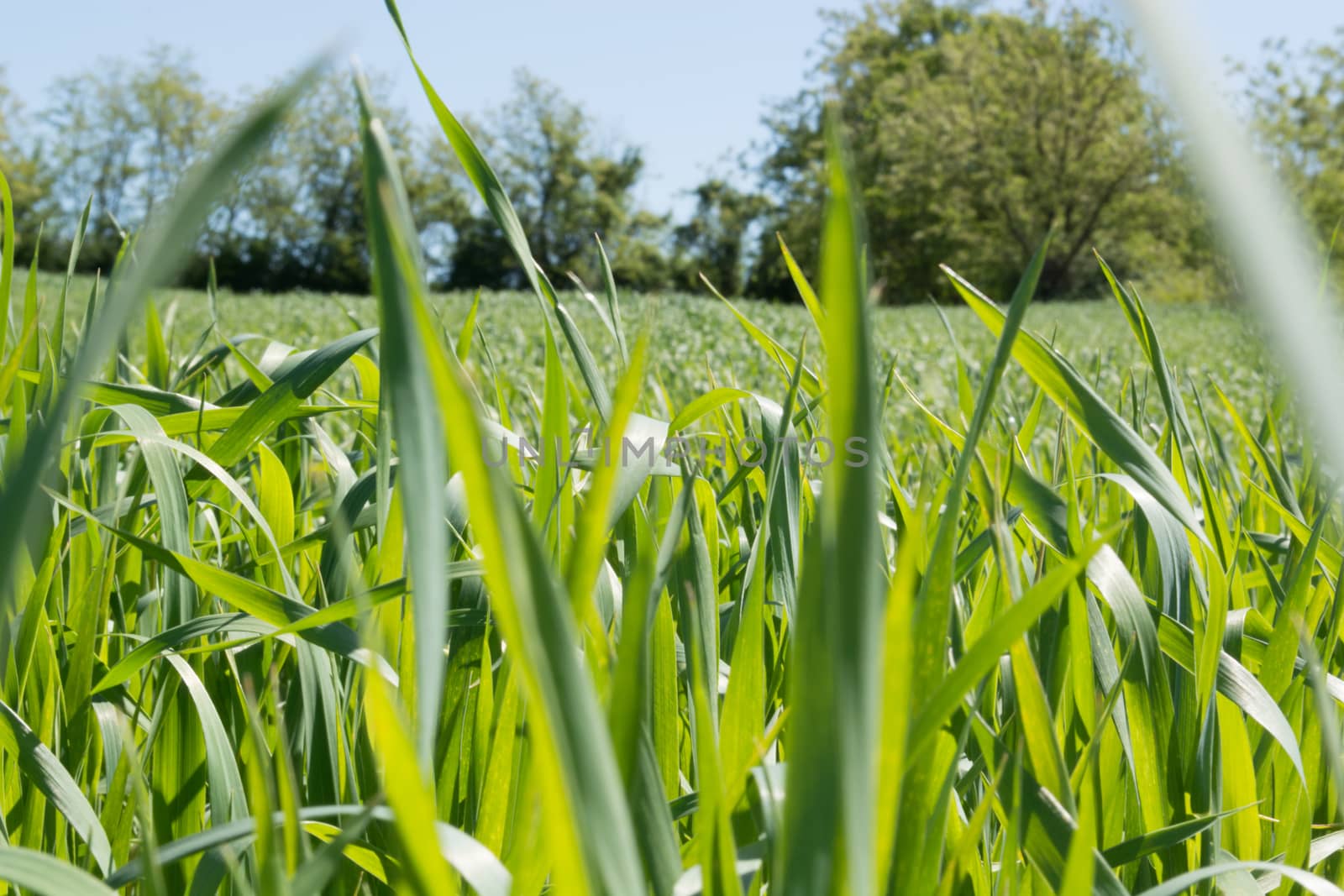 FIeld of young wheat shoot trough leaves. In the backgrounds trees are visible