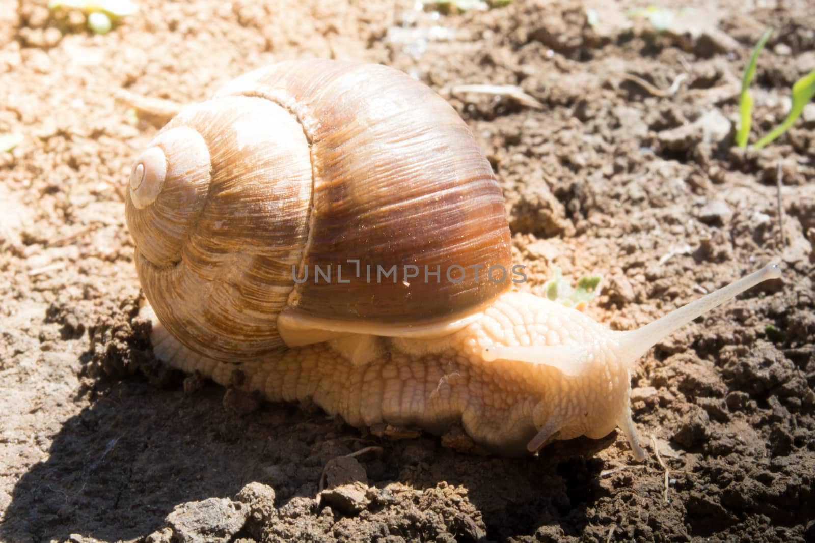 Snail on the dirt in search for food. Sunny day