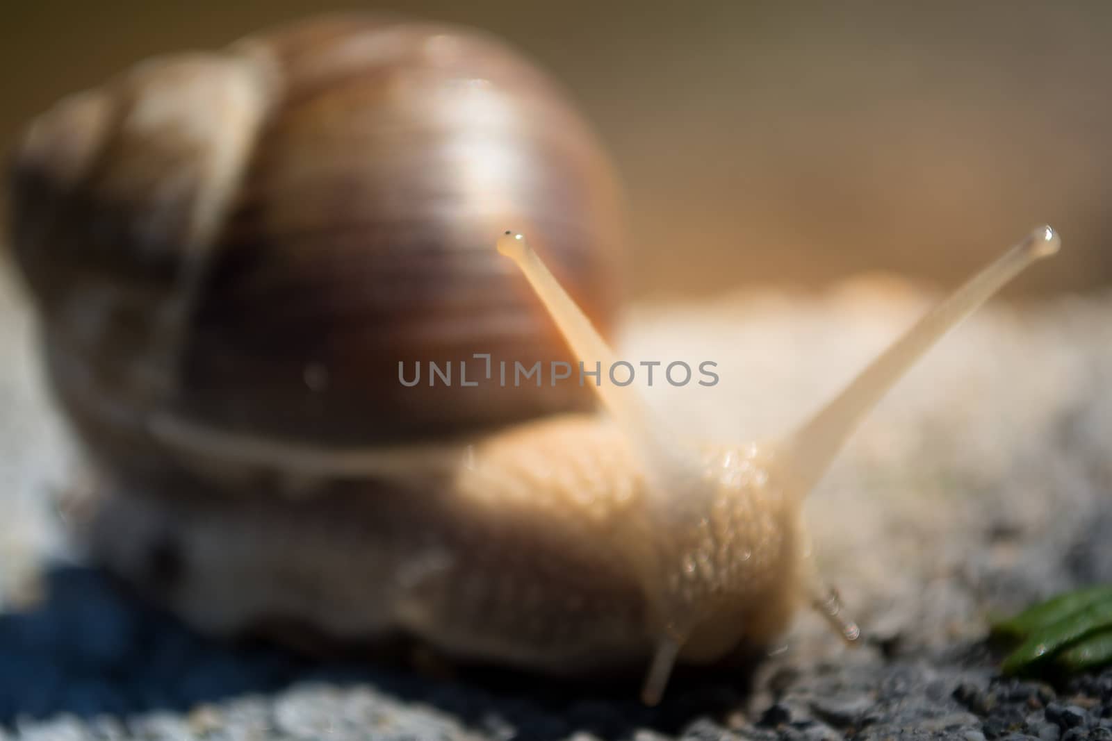 Snail on the dirt in search for food. Sunny day