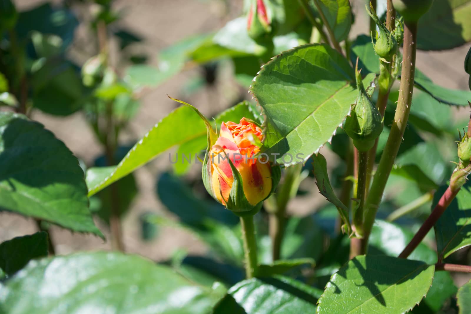 Closeup of rose bud in the garden. Small depth of field. Shadows visible. Sunny day