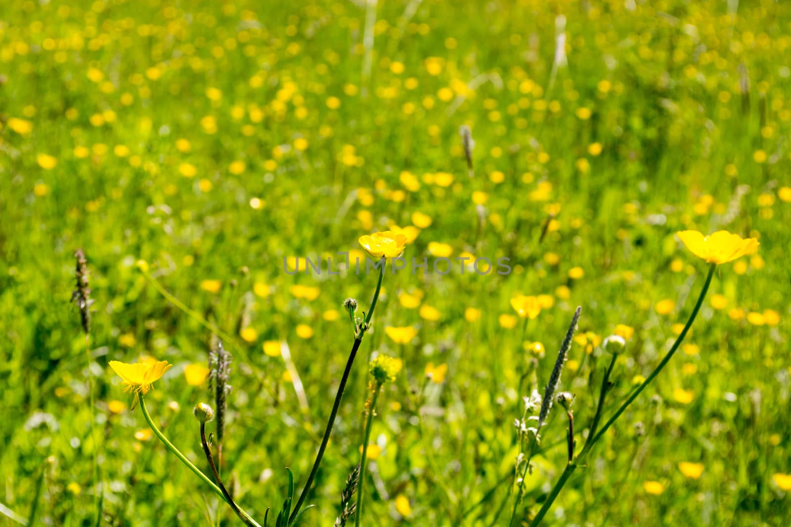 Yellow flowers with the blurred folwer field in the background