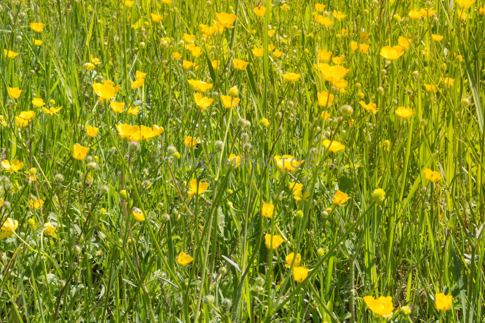 Yellow flowers in the flower field on the sunny day