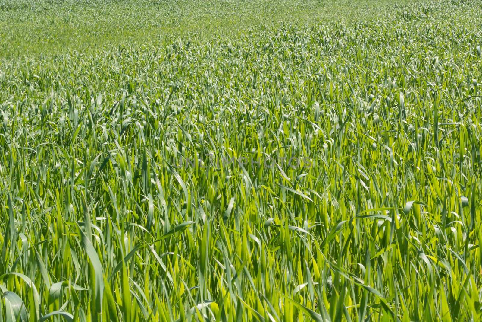 FIeld of young wheat in spring on the sunny day