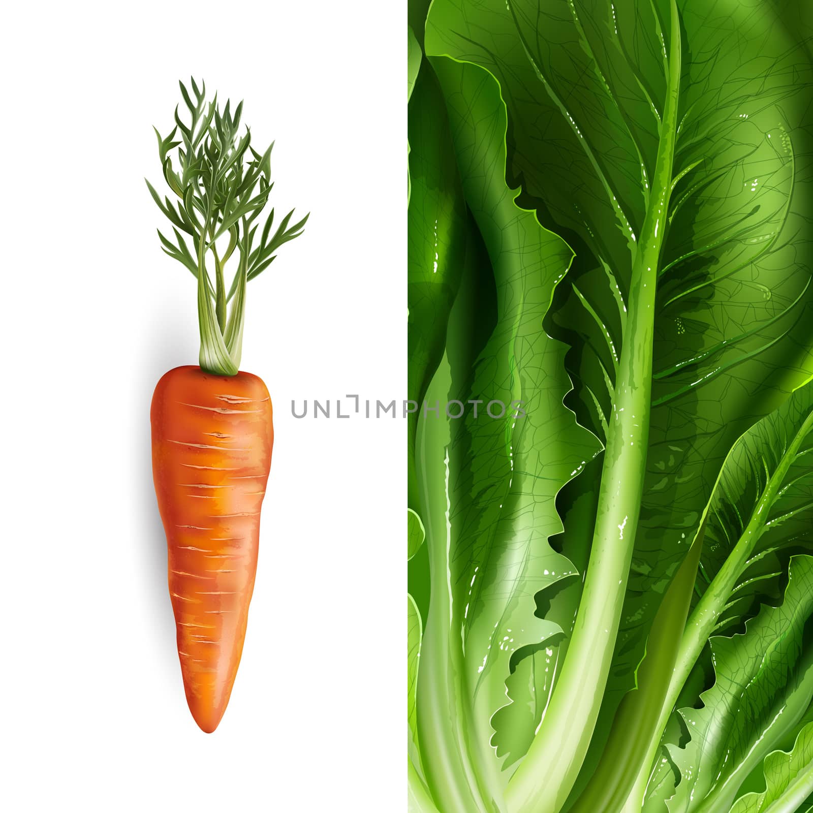 Carrot and lettuce on a white and green background.