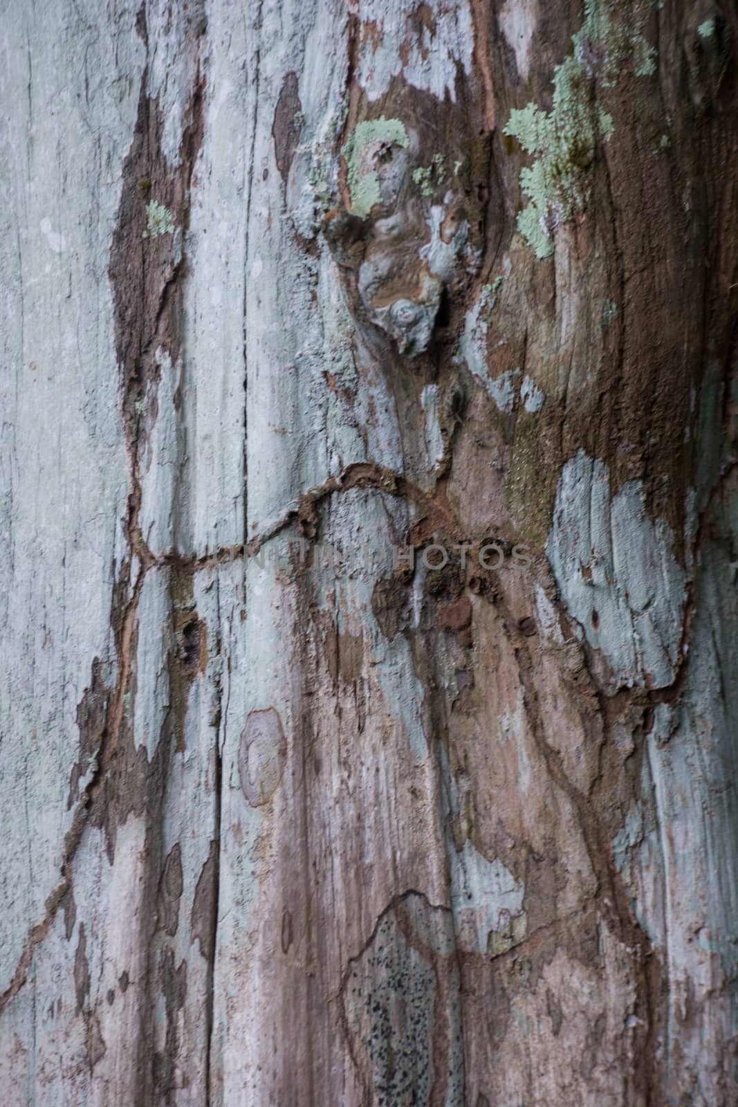 Tree bark background, texture outdoor