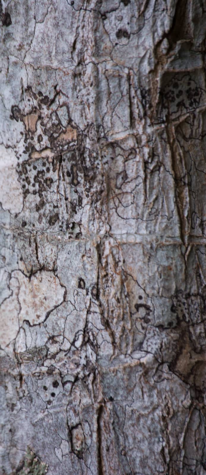 Tree bark background, texture, outdoor, tropical in Panama. by Kinetoscope