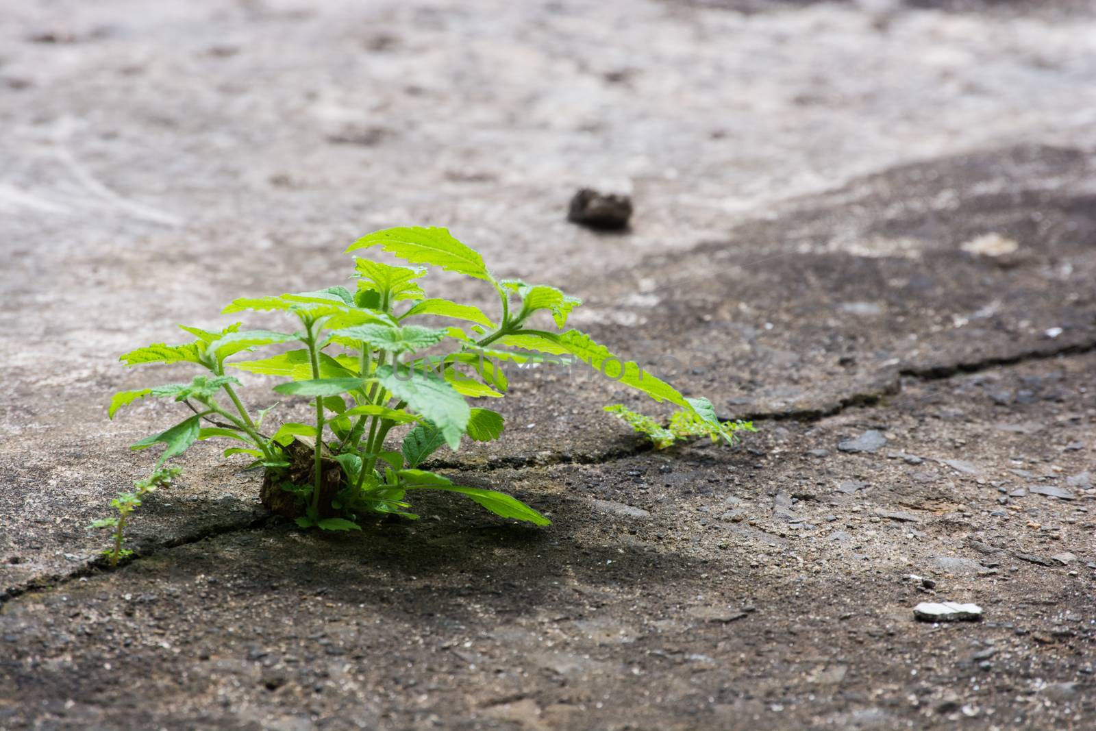 Greenplant isolated outdoor growing in middle of a concrete floor. by Kinetoscope