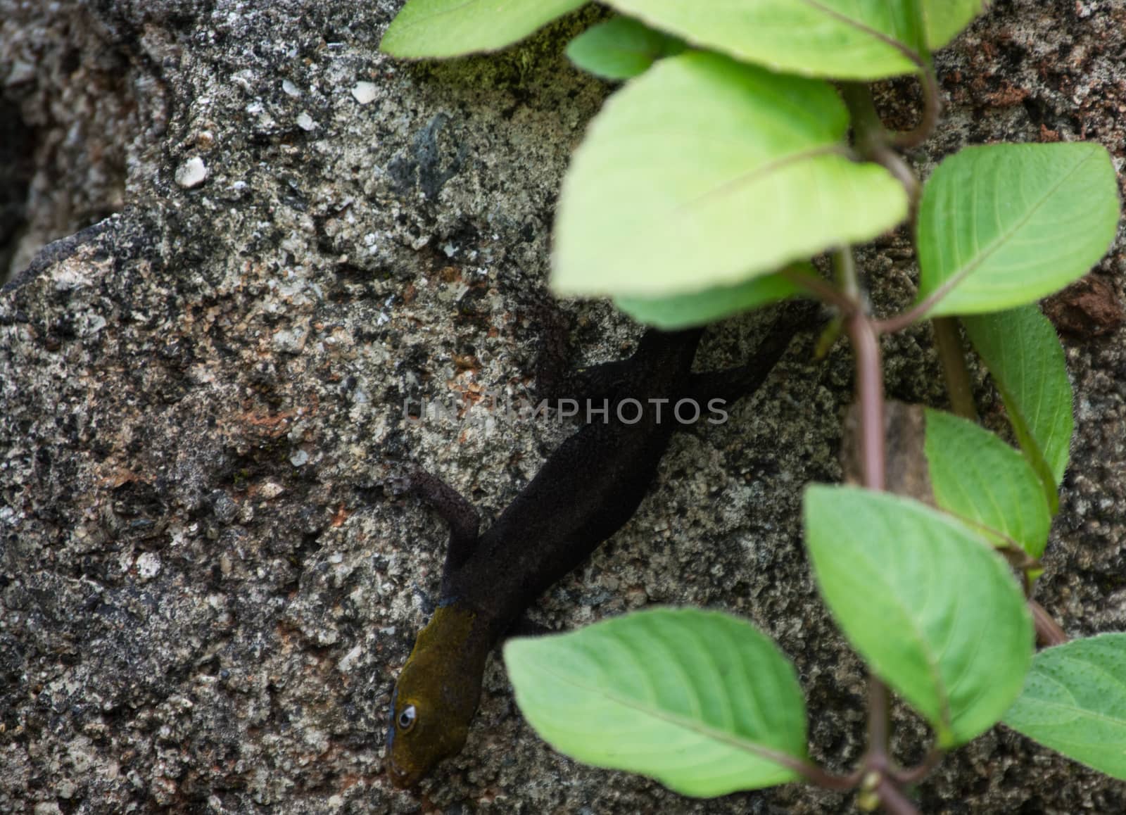 Little lizard with yellow head and black body in a wall by Kinetoscope