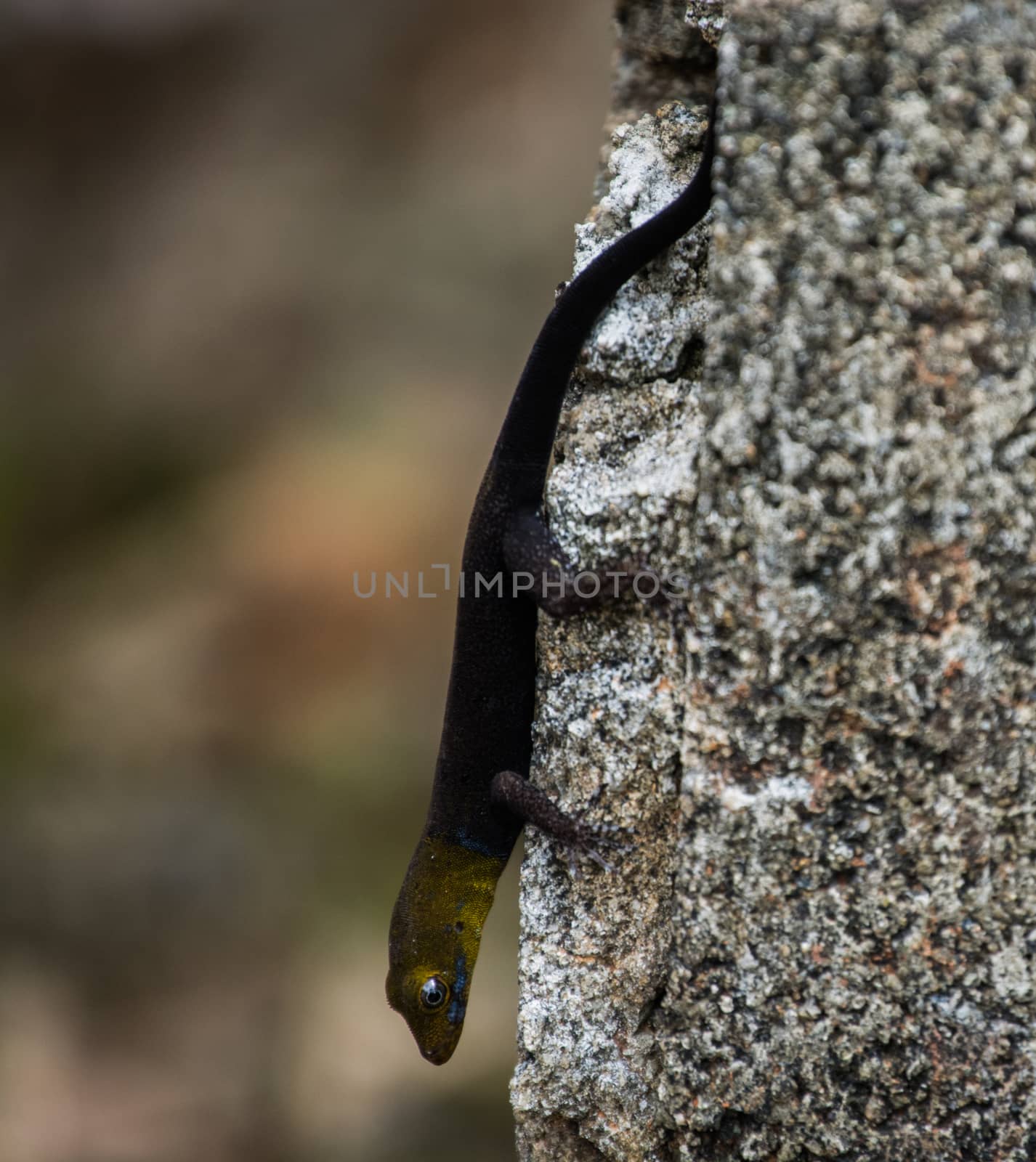 Little lizard with yellow head and black body in a wall by Kinetoscope