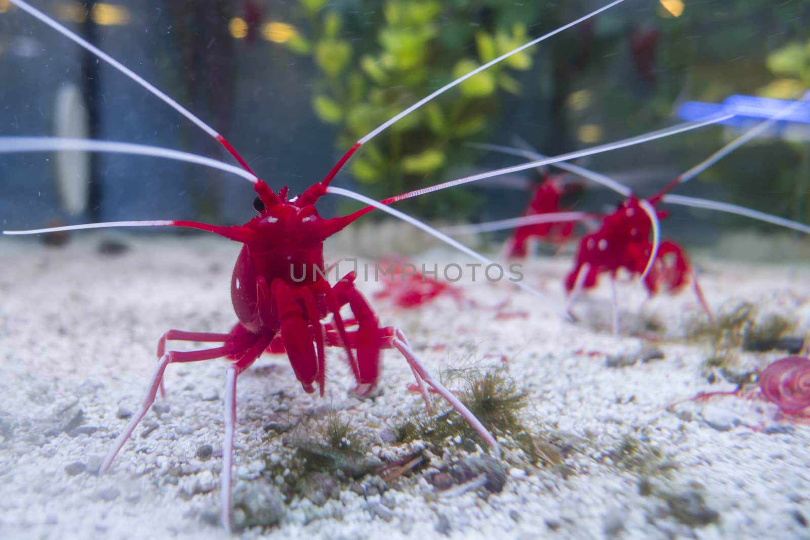 Fire, blood, scarlet, cleaner shrimp, Lysmata debelius, indigenous to the Indo-Pacific.