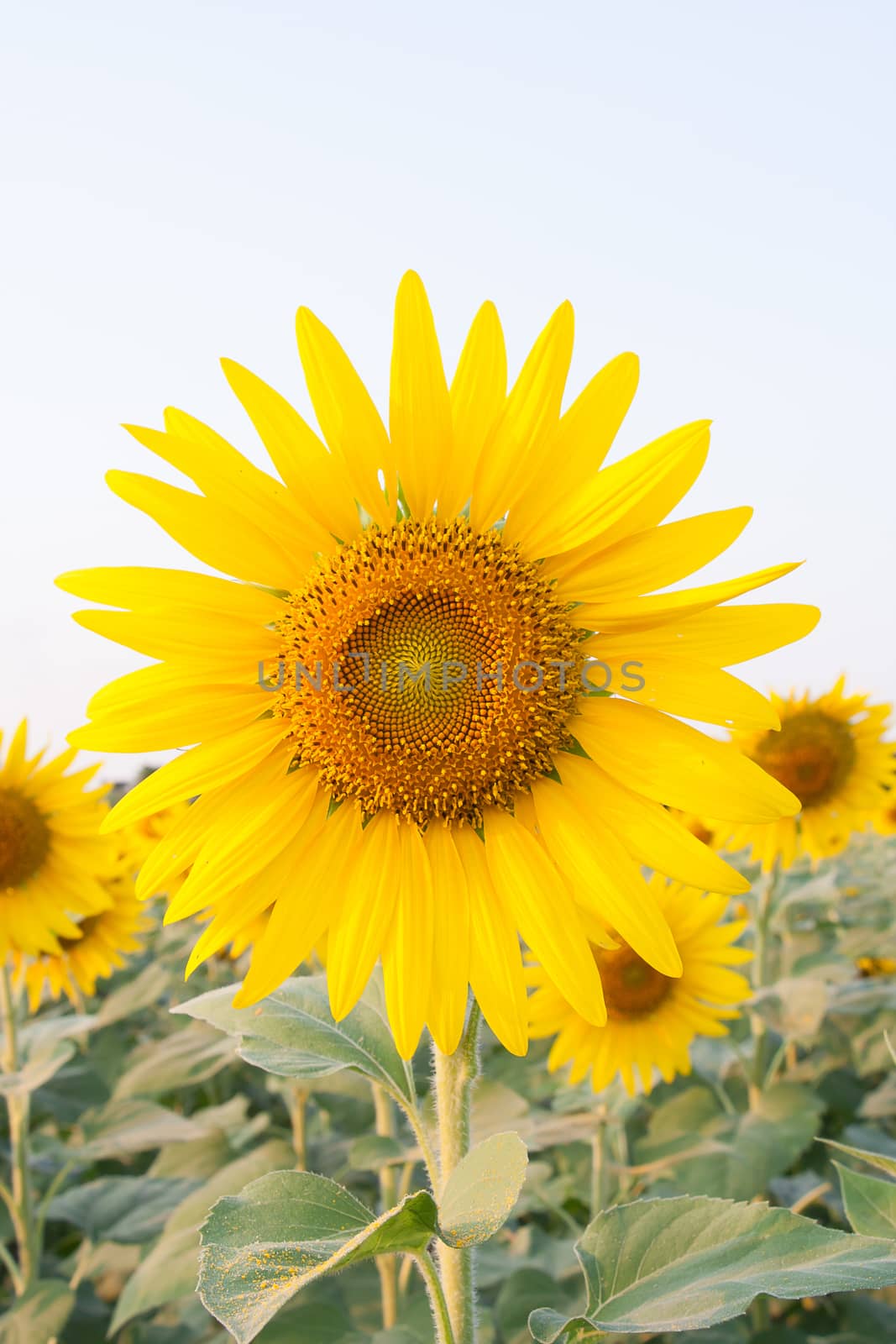 Sunflower