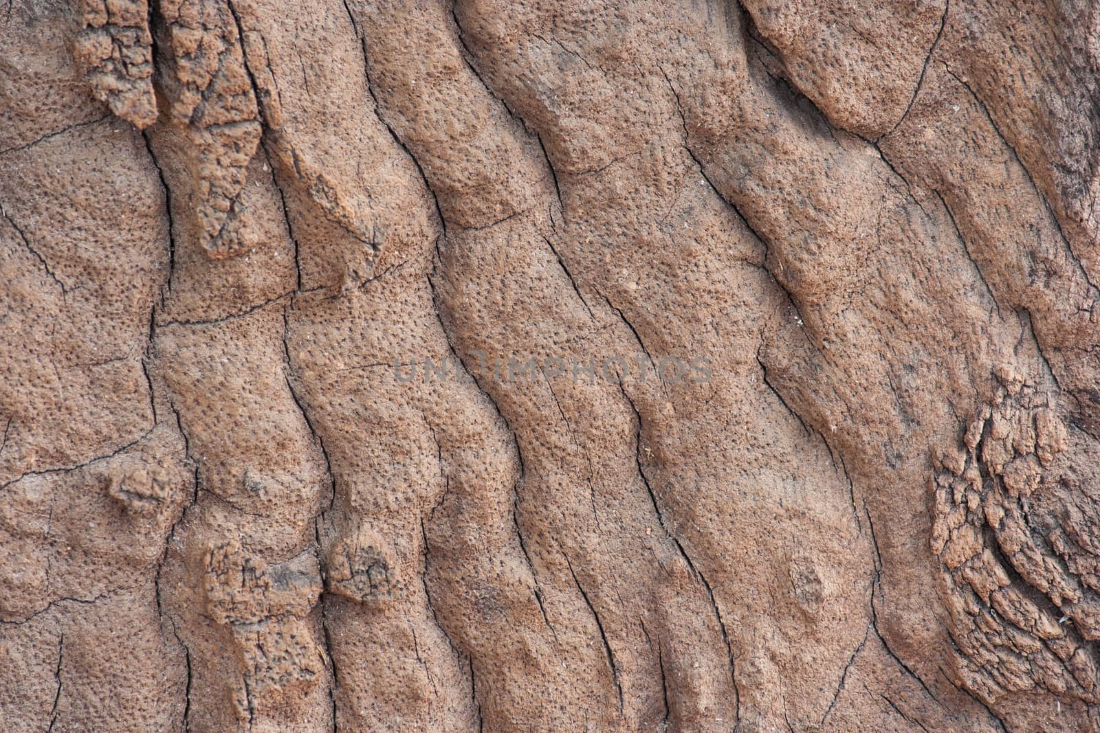 Nature Wood Skin Texture