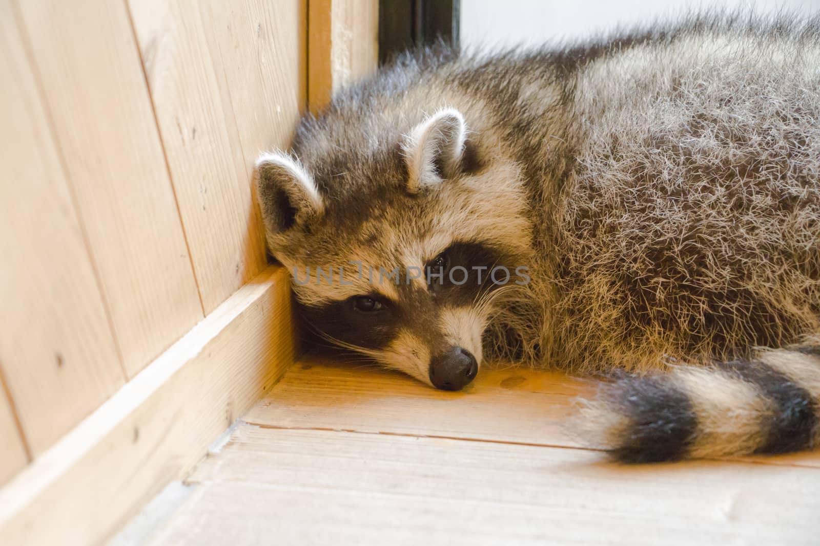 Racoon in room corner