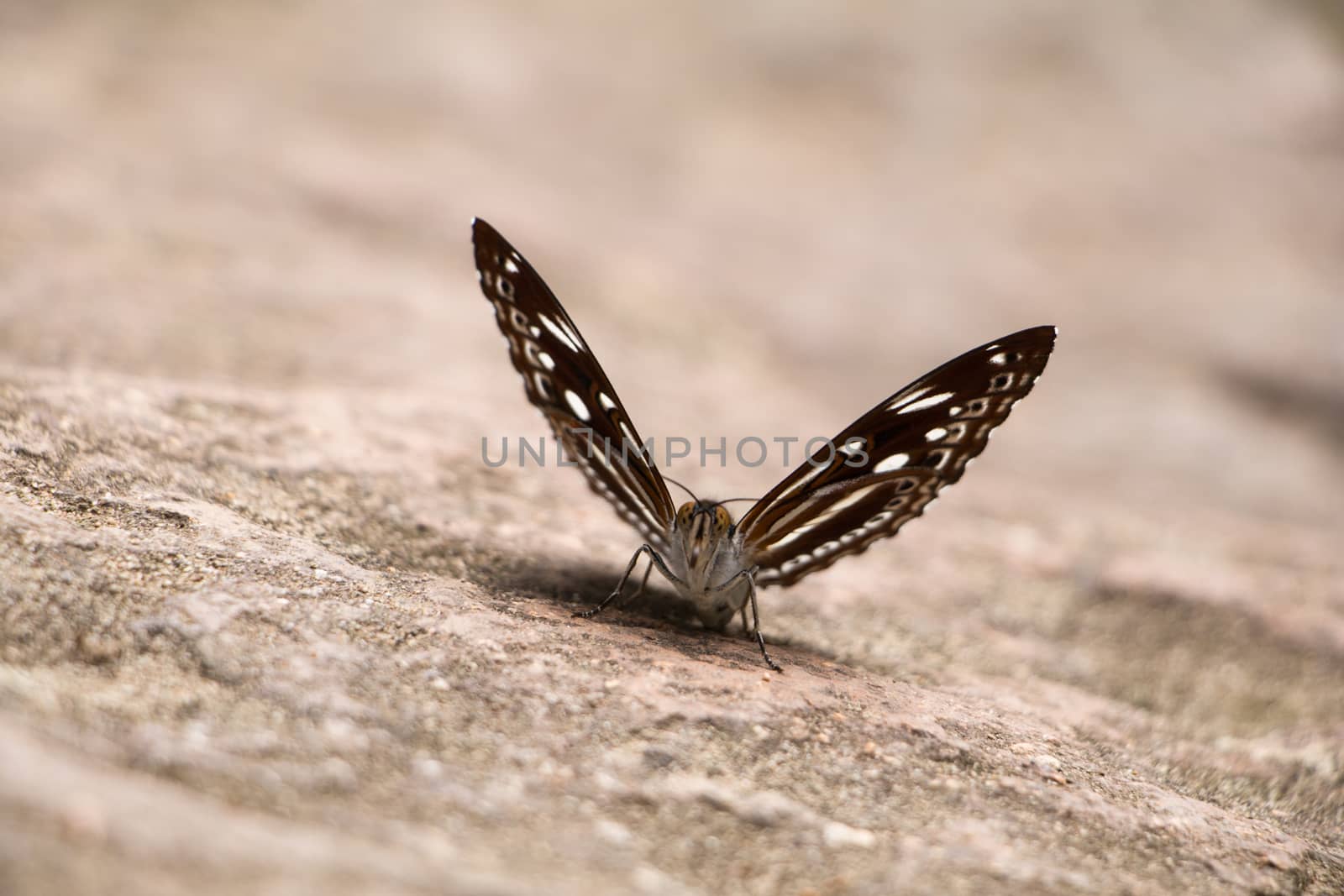 front Close up Butterfly on the rock 